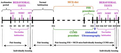 The impact of stress on the behavior of C57BL/6 mice with liver injury: a comparative study